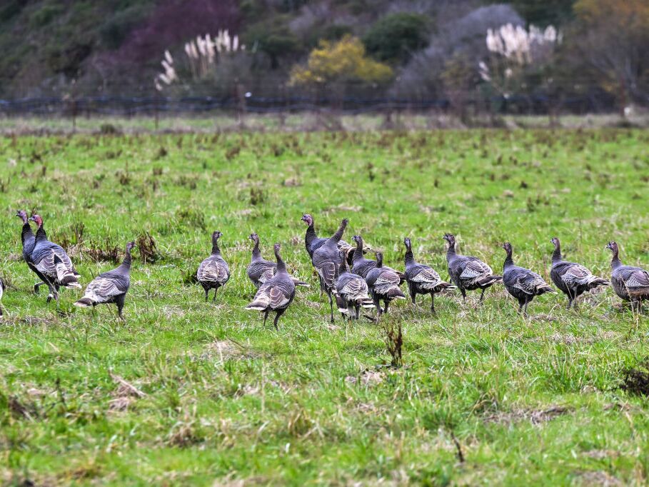 Turkeys at a farm as California declares state of emergency to prevent new public health crisis on Bird flu in Pescadero, California, in December.