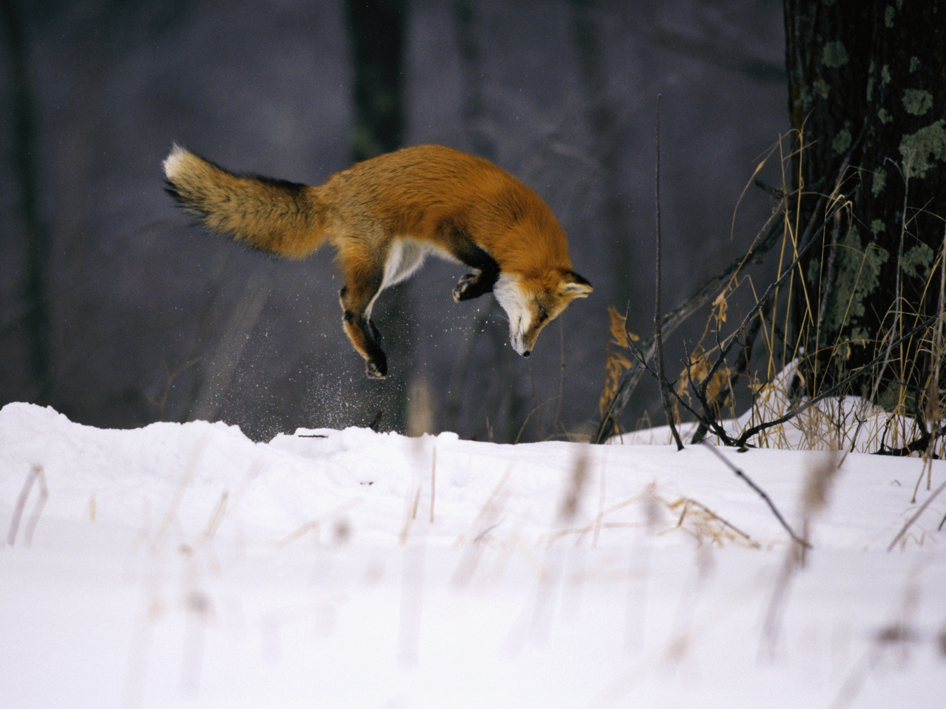 The skull of a fox goes beyond just protecting its sensory organs. It reduces impact forces.