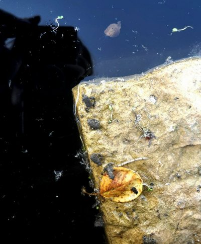 baby frogs